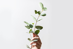 Hand, die Zweig hält