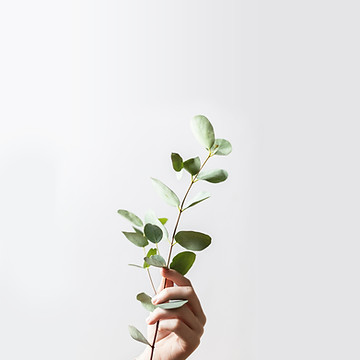 Hand Holding Branch