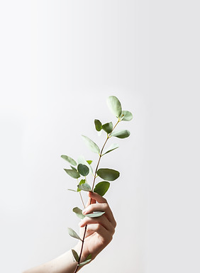 Hand Holding Branch