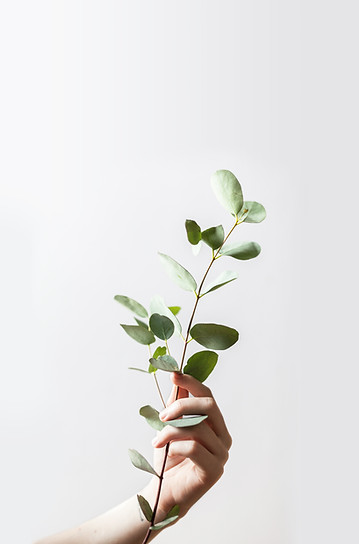 Hand Holding Branch