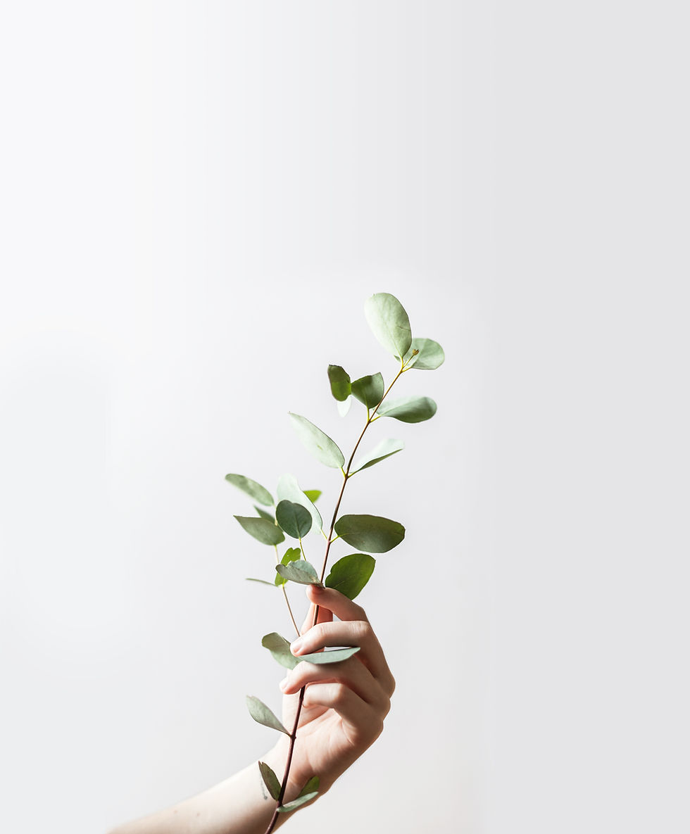Hand Holding Branch