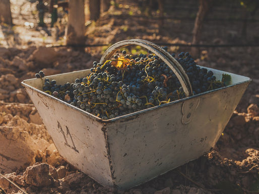 Let's Celebrate Cabernet Franc!