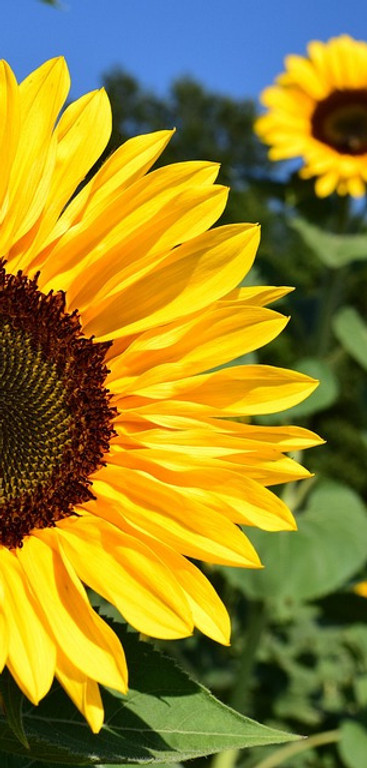 sunflower-1627193_960_720_edited.jpg