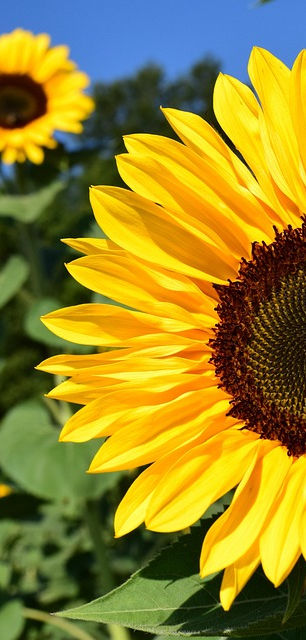 sunflower-1627193_960_720.jpg