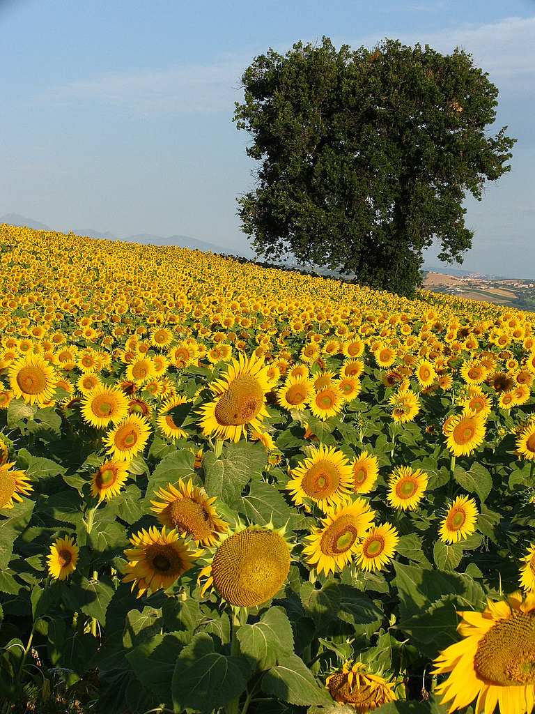 Подсолнуховое поле бектыш. Гибрида подсолнечника махаон агро. Подсолнечник сорнополевой. Подсолнуховые поля в крыму. Подсолнечник в поволжье.