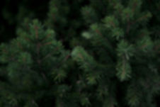 green pine tree leaves in close up photography_edited.jpg