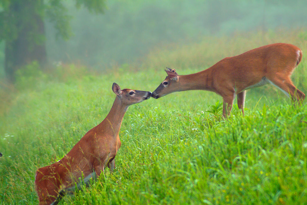 bryson city cabin rentals