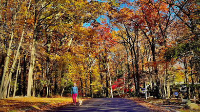 Fall Dog Walk.jpeg