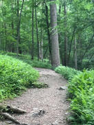 Trail.jpeg