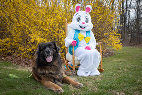 Easter Bunny.jpeg