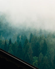 foresta-nebbia-montagna