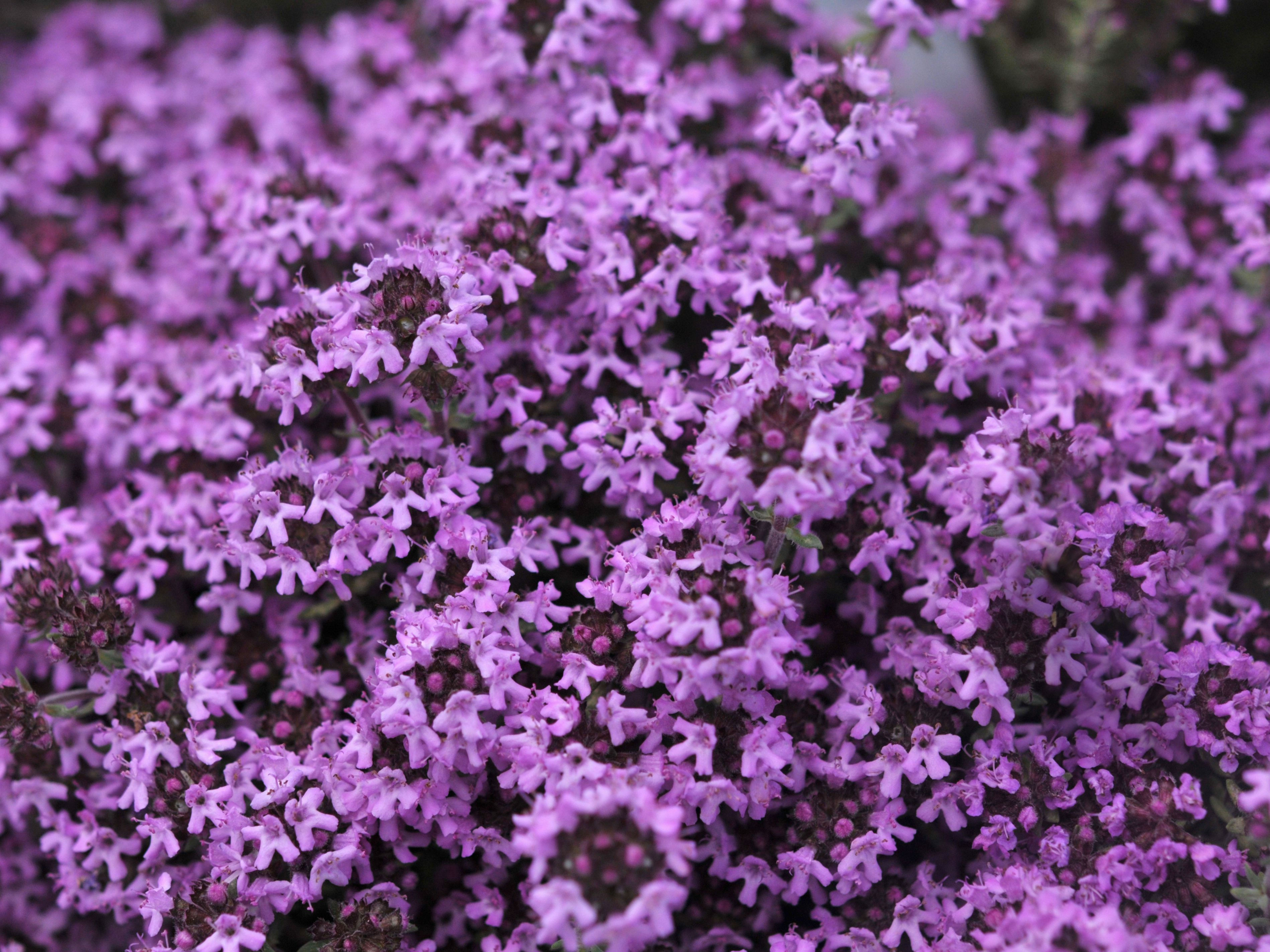 Mother of Creeping Thyme (Thymus serpyllum Mother of Thyme)