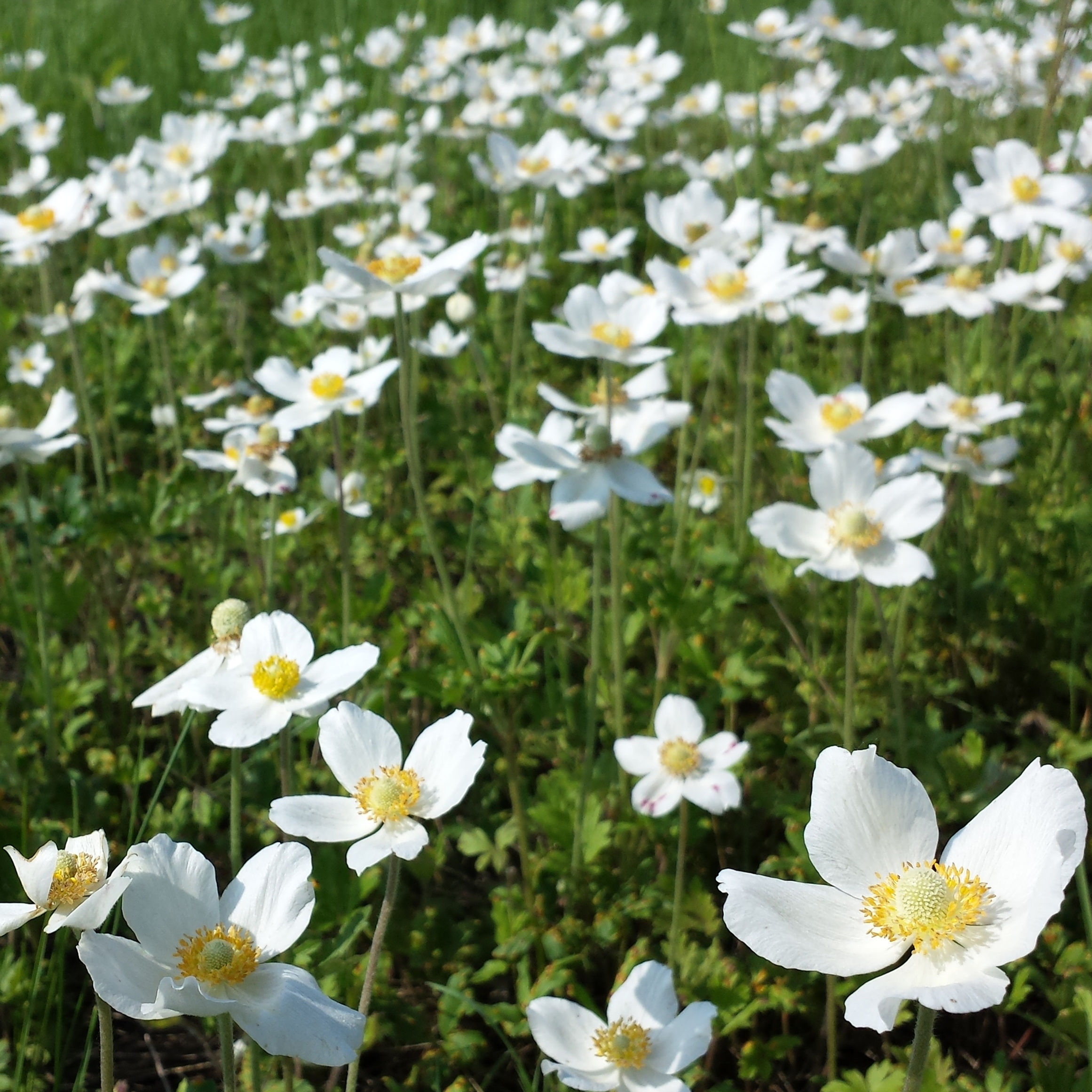 Snowdrop Windflower (Anemone sylvestris)