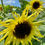 Thumbnail: Mystical Blooms Membership. One a month June - Sept. Local Delivery or Pick Up