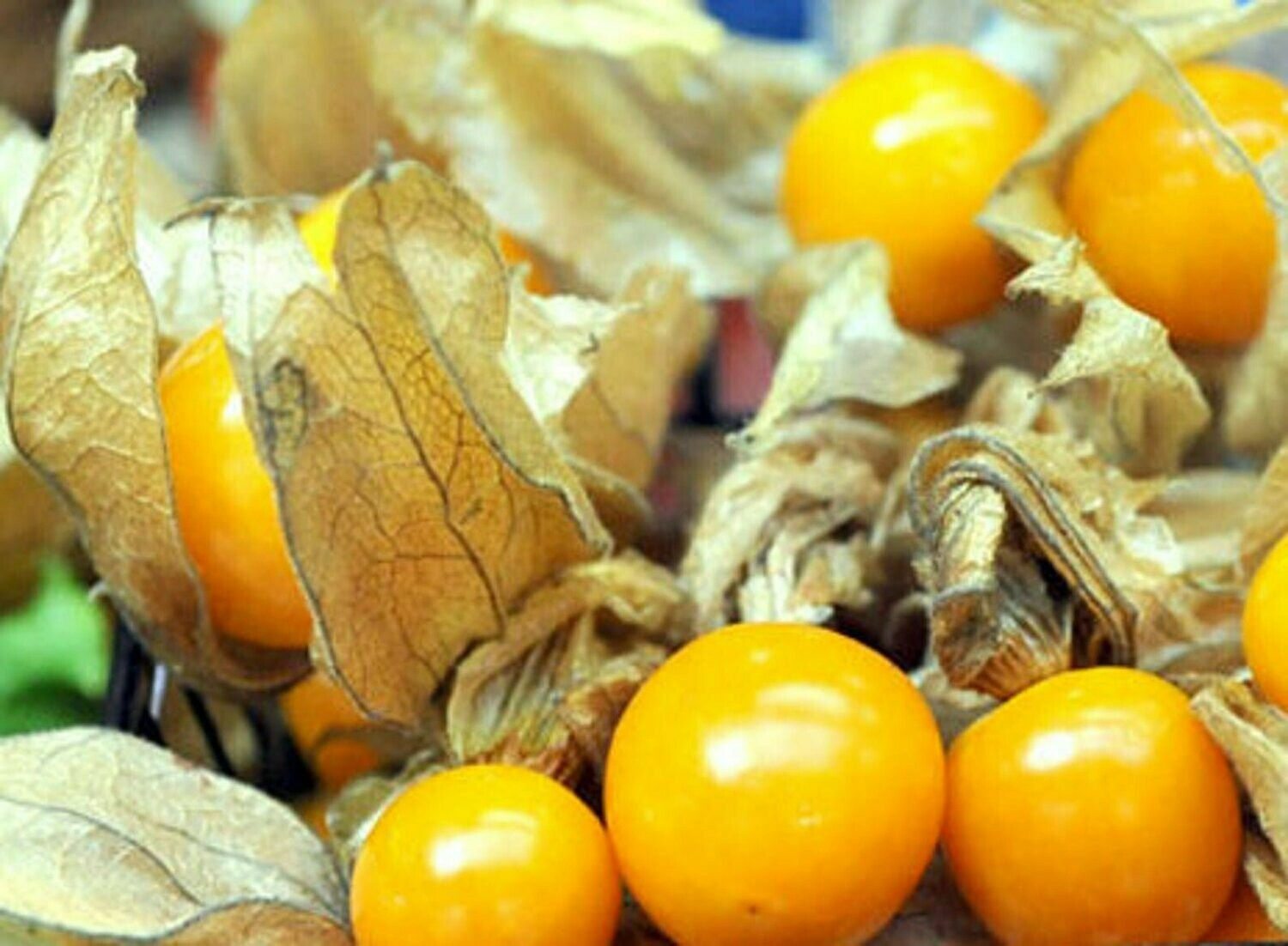 Husk Cherry Goldie OG (Physalis pruinosa)