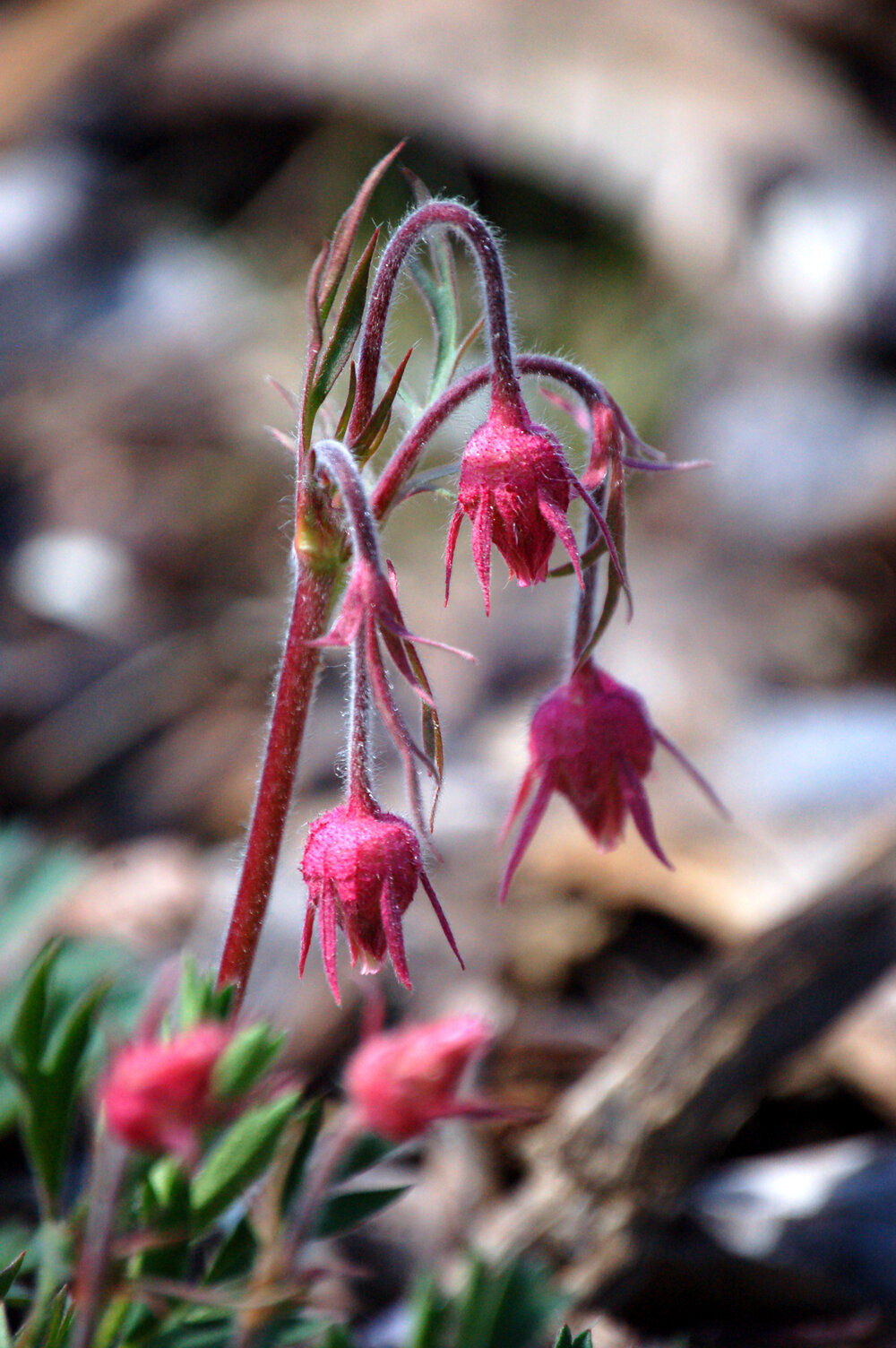 Prairie Smoke (Geum triflorum)