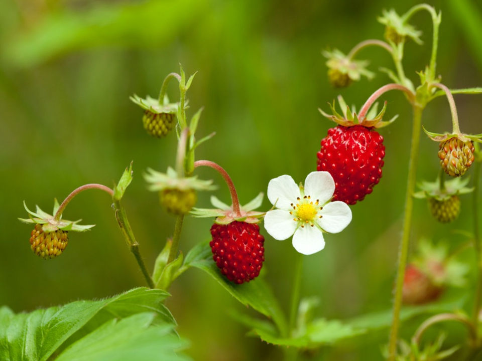 wild-strawberry.jpg