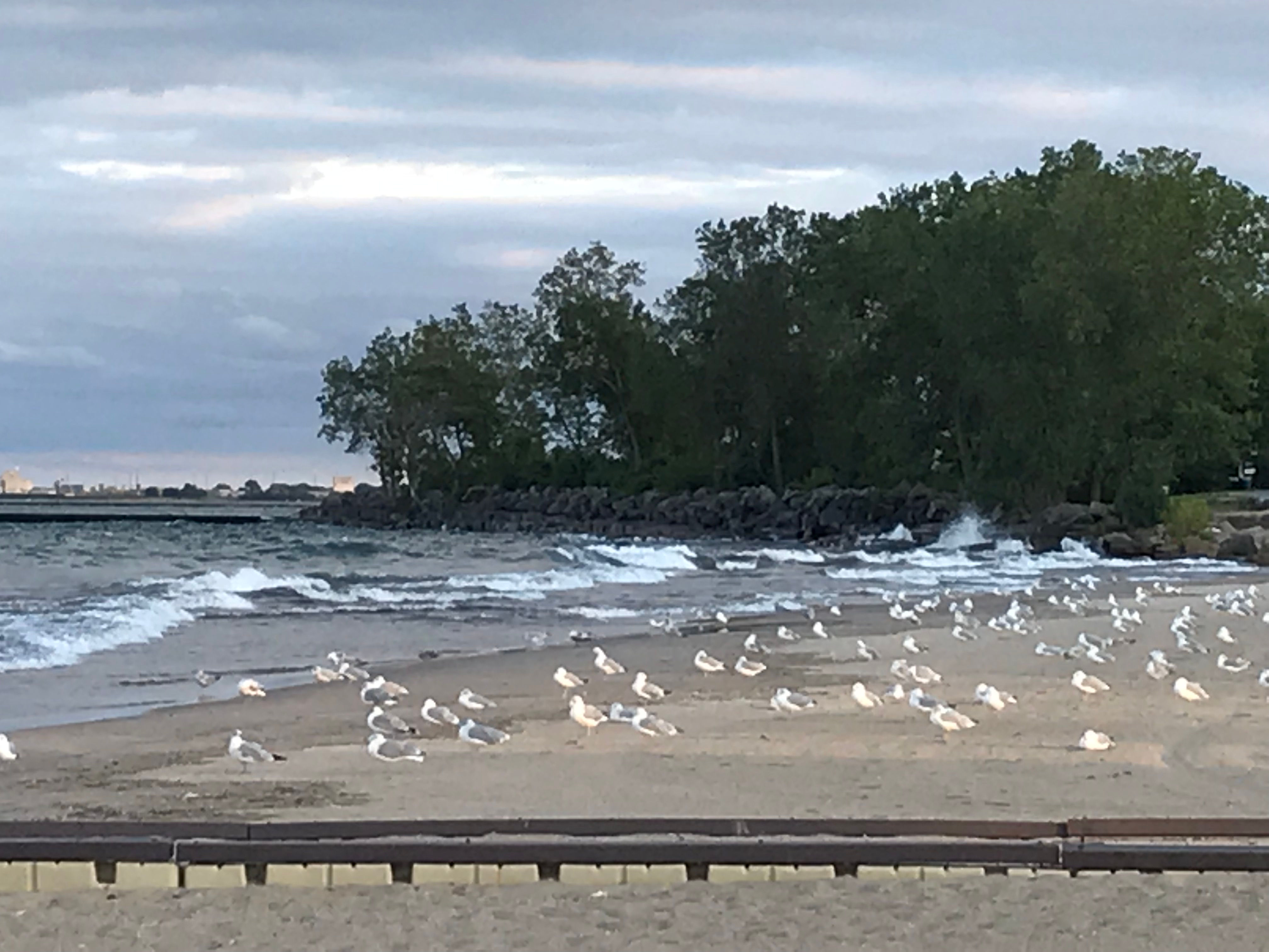 Sea of Gulls