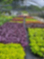 Heuchera House.jpg