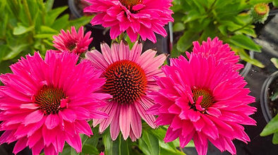 Echinacea Sweet Fuschia.jpg