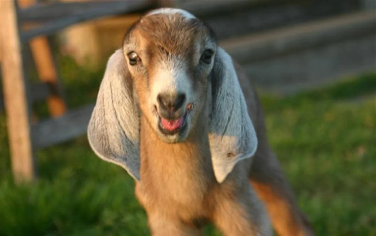 Goats