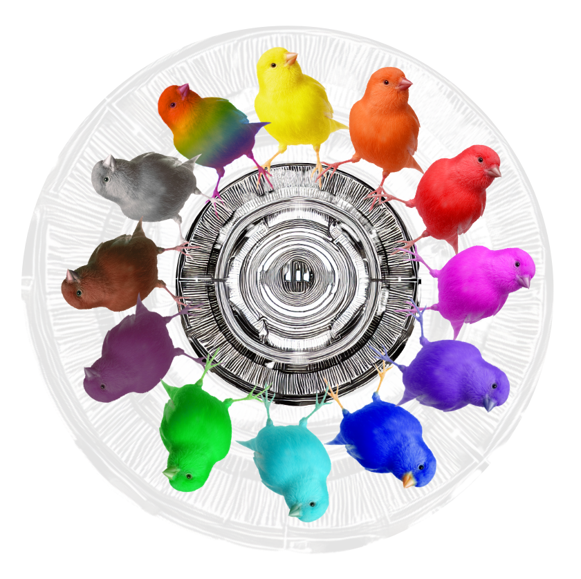 Zwölf Kanarienvögel in den zwölf Farben der Farbkreisreise, im Kreis angeordnet als Farbkreis.