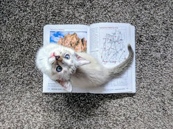 A Kitten and the Guidebook
