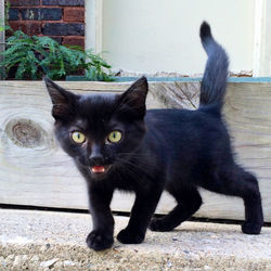 Angry