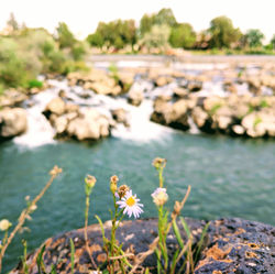 Idaho Falls