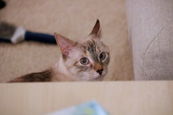 Observer