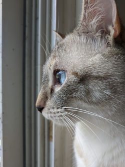 Eye