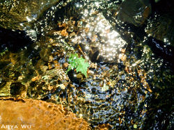 Leaf