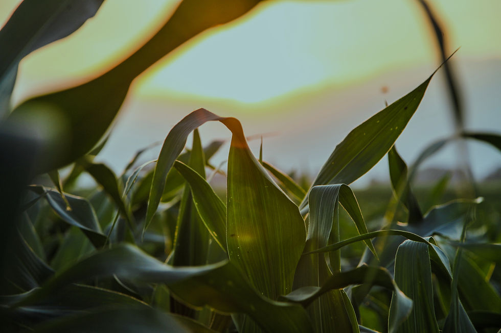 Close Up of Corn Field_edited.jpg