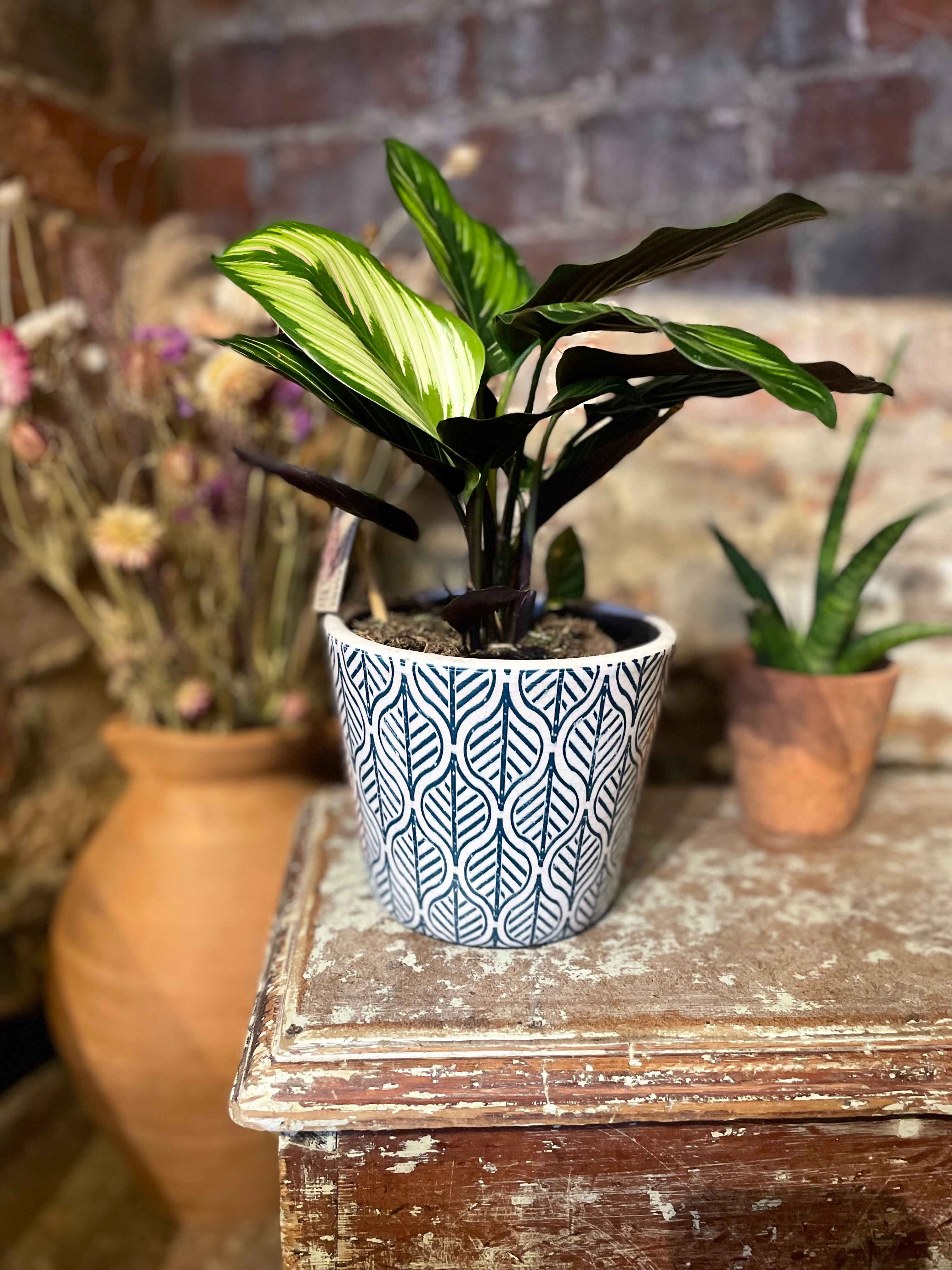 Old Style Dutch Pots