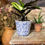 Thumbnail: Old Style Dutch Pots