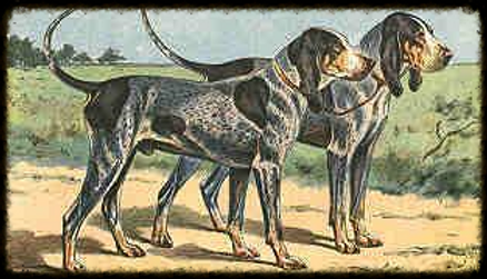 bluetick coonhound puppies for sale in ohio bluestone blueticks old fashioned bluetick coonhound puppies in wv bluetick coonhound puppies for sale in ohio bluestone blueticks old fashioned bluetick coonhound puppies in wv