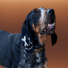 IMG_0908__1_-removebg-preview.png