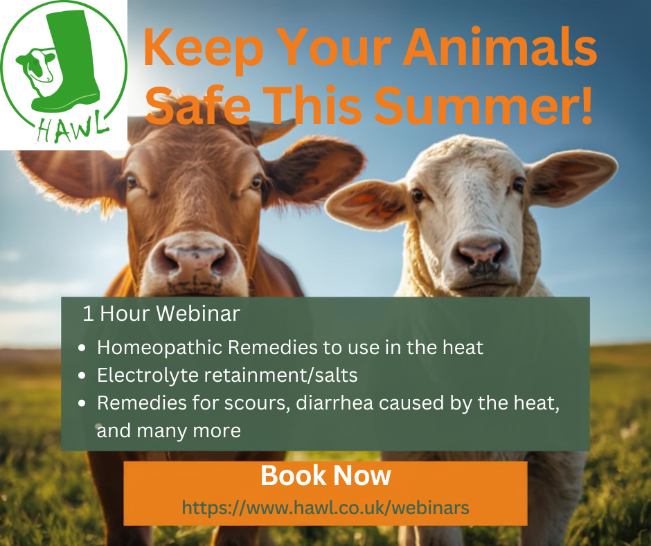 Homeopathic Remedies for the Hot Summer Months