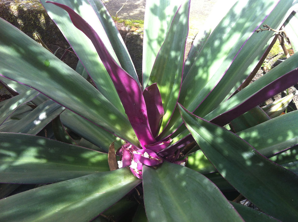 Abacaxi-roxo