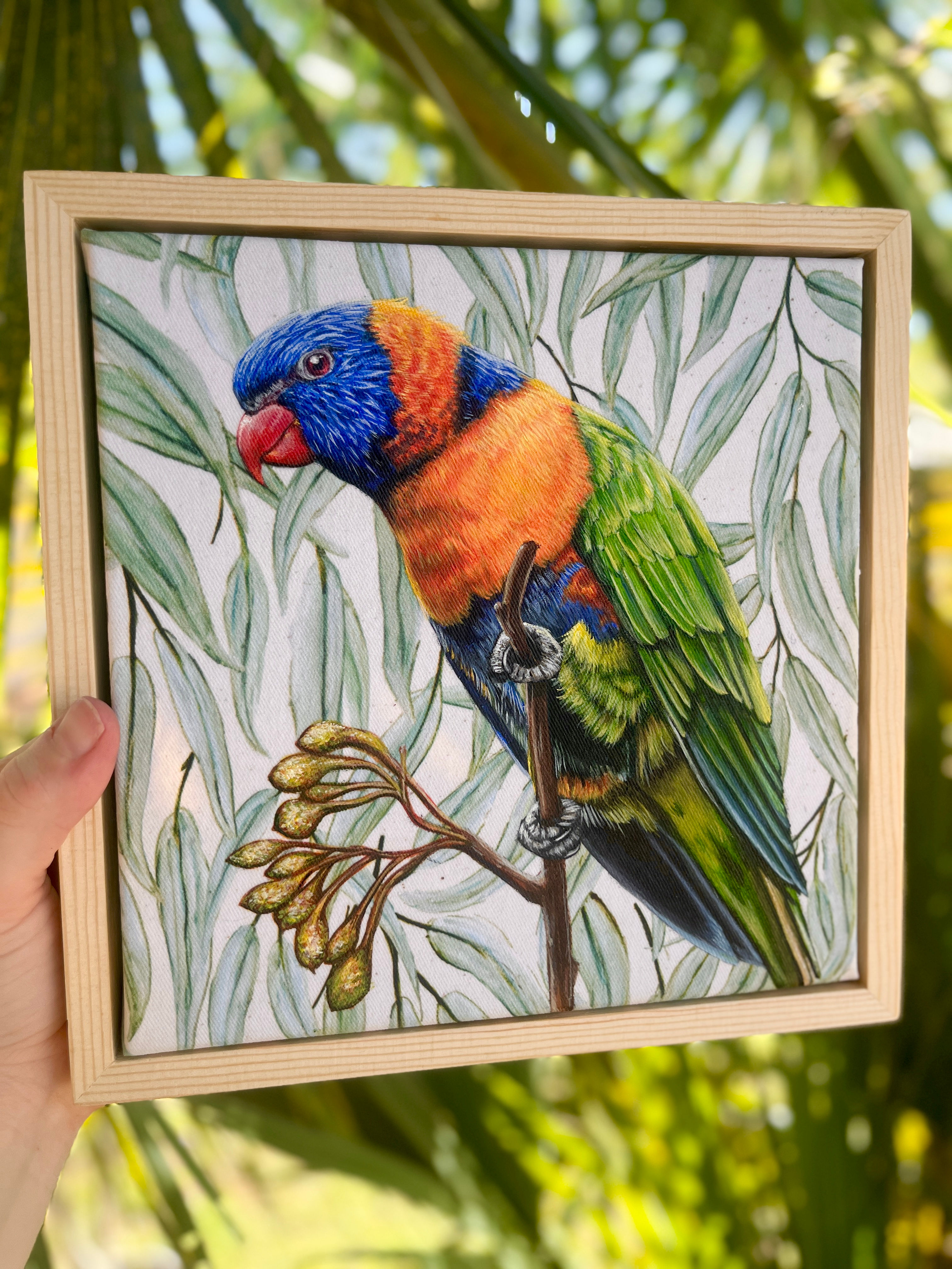 Red Collared Lorikeet
