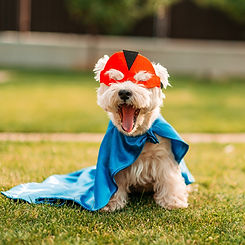 Dog dressed as superhero