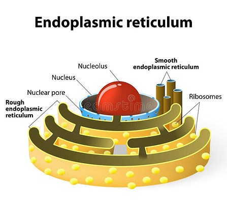 réticulum-endoplasmique-55697274.jpg
