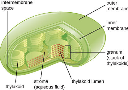 OSC_Microbio_03_04_Chloroplas.jpg