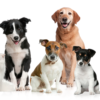 Perros