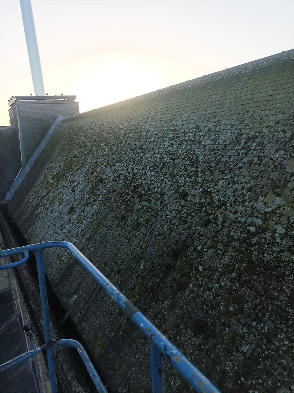 Moss on roof