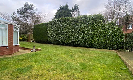 Garden landscape with green grass