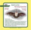 Long-eared Bat NW panel
