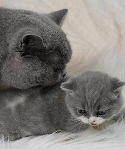 CloverCattery Landing Page.jpg