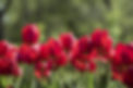 group-of-many-red-tulips-with-natural-background-2026-01-09-14-26-59-utc.jpg