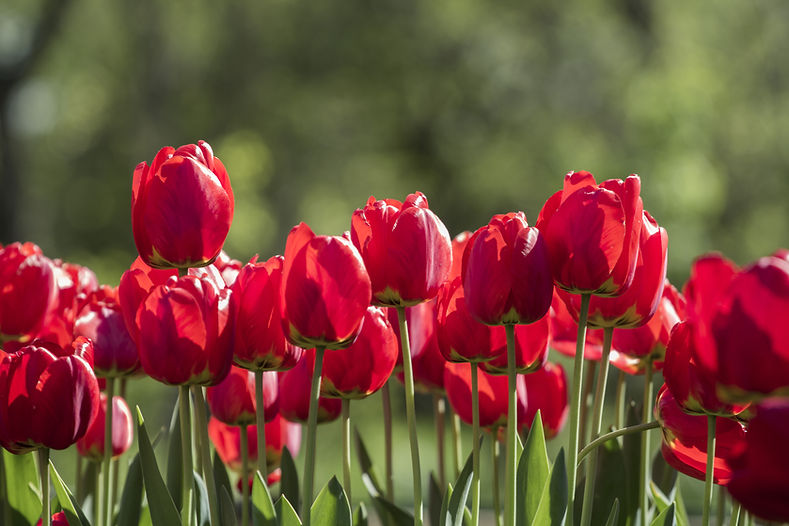 group-of-many-red-tulips-with-natural-background-2026-01-09-14-26-59-utc.jpg